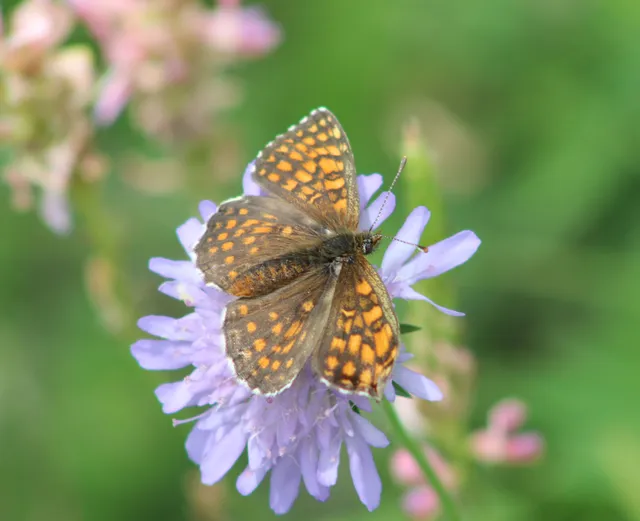 Melitaea athalia/aurelia/britomartis