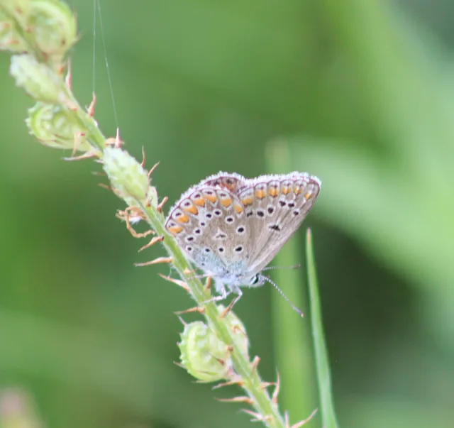 Polyommatus thersites - ibolyaszín boglárka