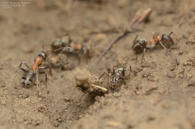 Formica cunicularia - gyakori rabszolgahangya