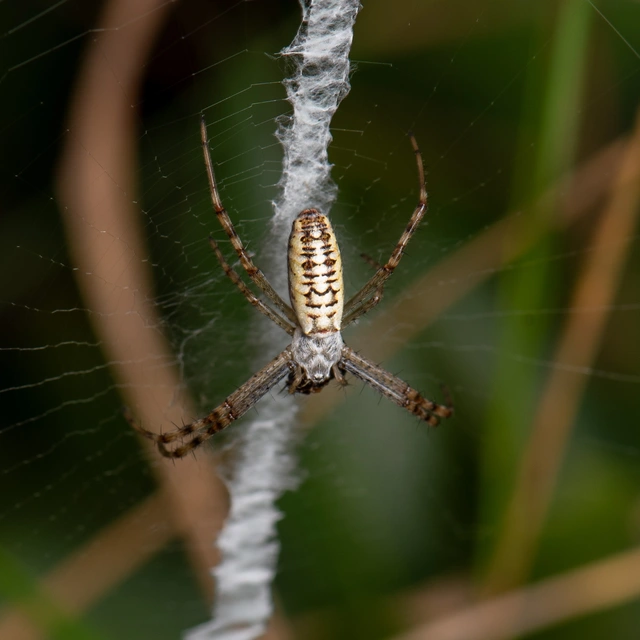Argiope bruennichi - darázspók