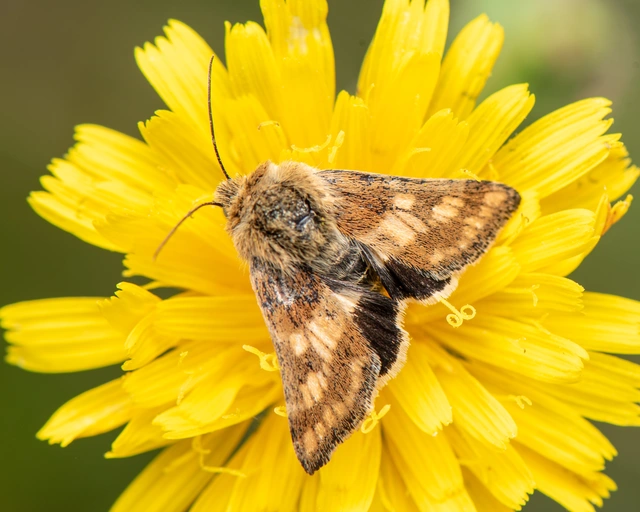 Schinia cardui - keserűgyökér-nappalibagoly