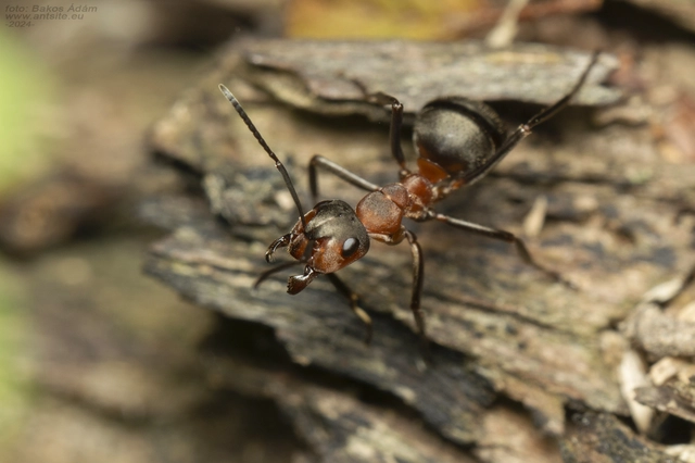 Formica rufa - erdei vöröshangya