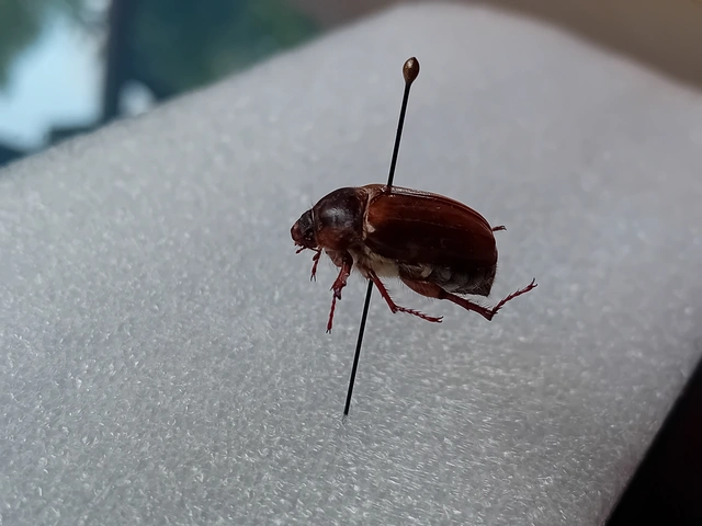 Rhizotrogus aestivus - tavaszvégi cserebogár
