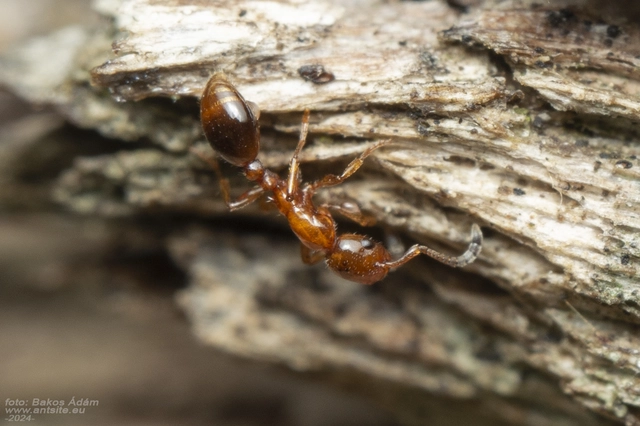 Formicoxenus nitidulus - vendéghangya