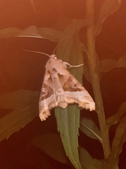 Phlogophora meticulosa - vándorló csipkésbagoly