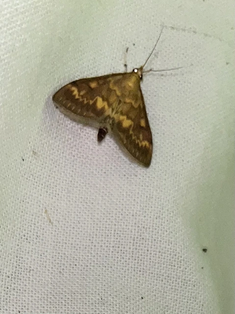 Ostrinia nubilalis - kukoricamoly