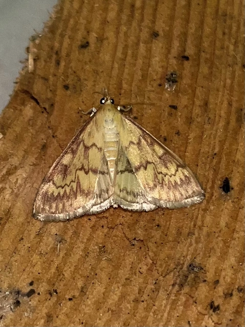 Ostrinia nubilalis - kukoricamoly