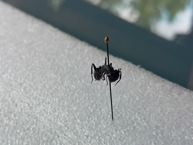 Camponotus vagus - fekete lóhangya
