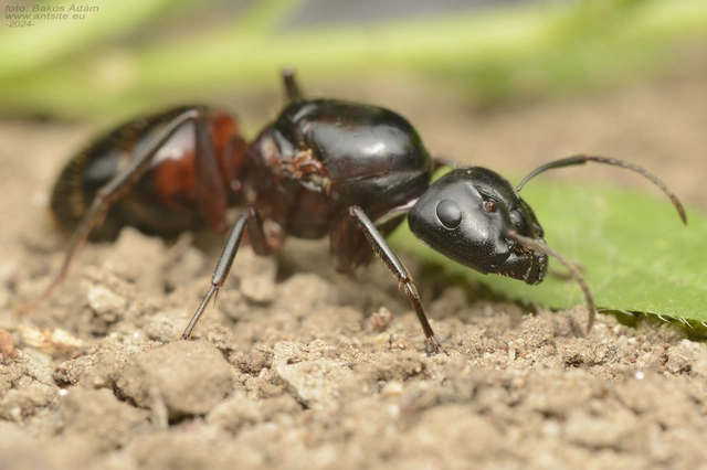 Camponotus ligniperda - faodvasító lóhangya