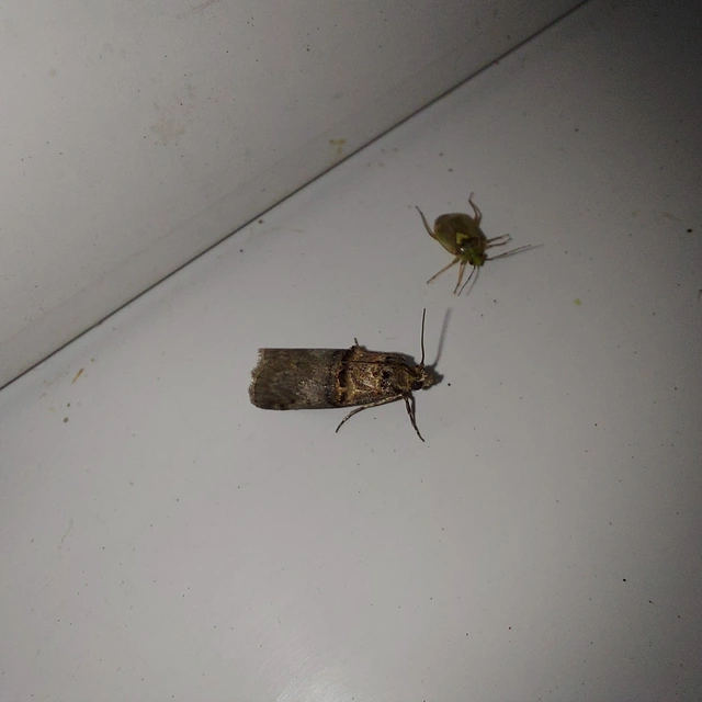 Trachonitis cristella - bokorrágó karcsúmoly