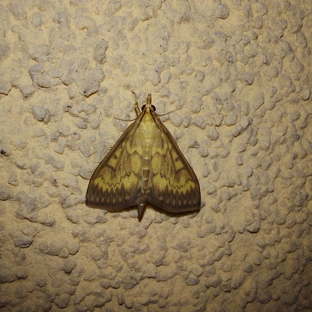 Ostrinia nubilalis - kukoricamoly