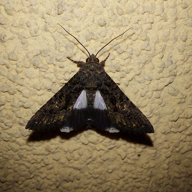 Anophia leucomelas - déli folyófűbagoly