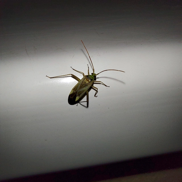 Adelphocoris lineolatus - lucernapoloska