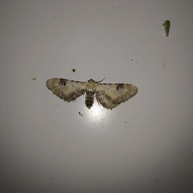 Eupithecia centaureata - búzavirág-törpearaszoló