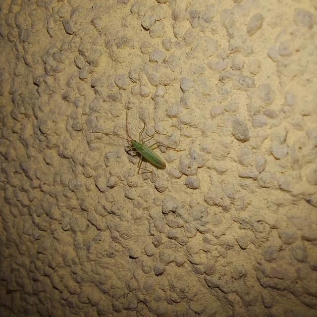 Trigonotylus