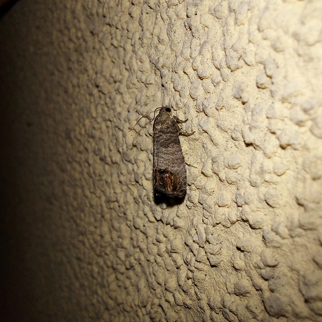 Cydia pomonella - almamoly