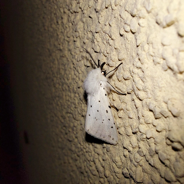 Spilosoma lubricipedum - tejszínű medvelepke