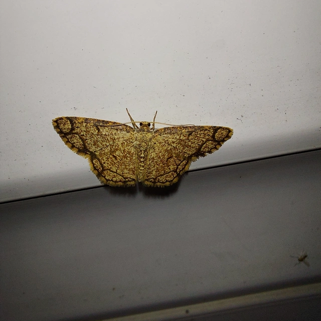 Stegania cararia - gyűrűs nyáraraszoló