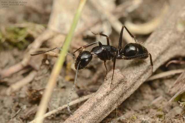 Camponotus aethiops - szőrös lóhangya