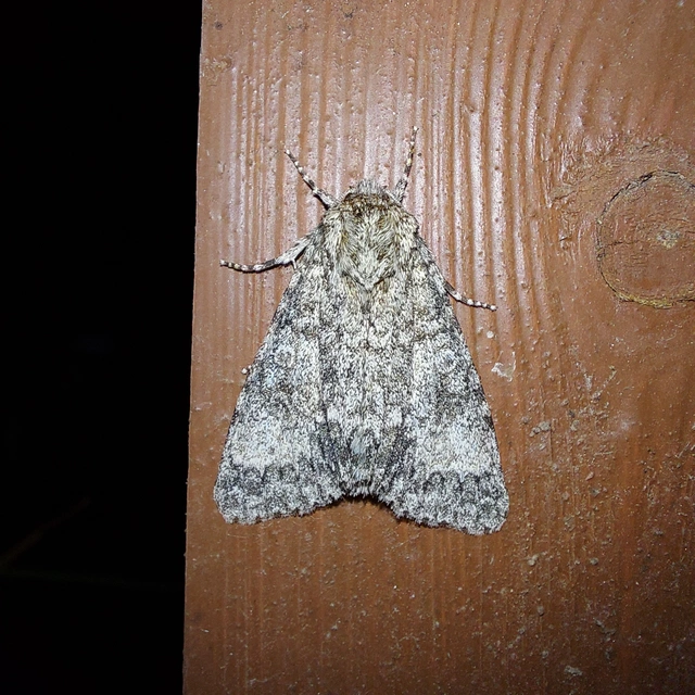 Acronicta megacephala - nagyfejű szigonyosbagoly