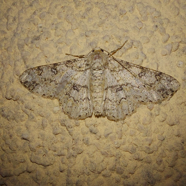 Ascotis selenaria - holdas faaraszoló