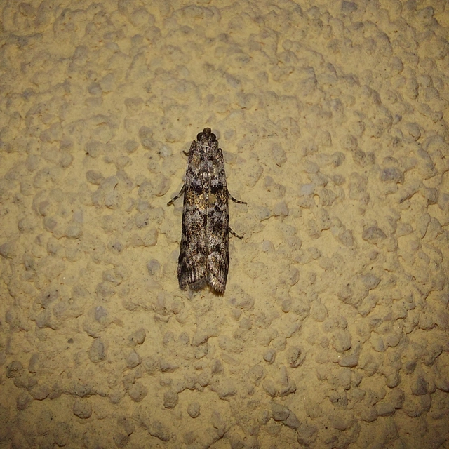 Dioryctria