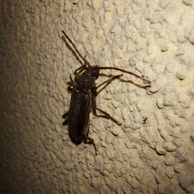 Trichoferus campestris - szállóvendég éjicincér