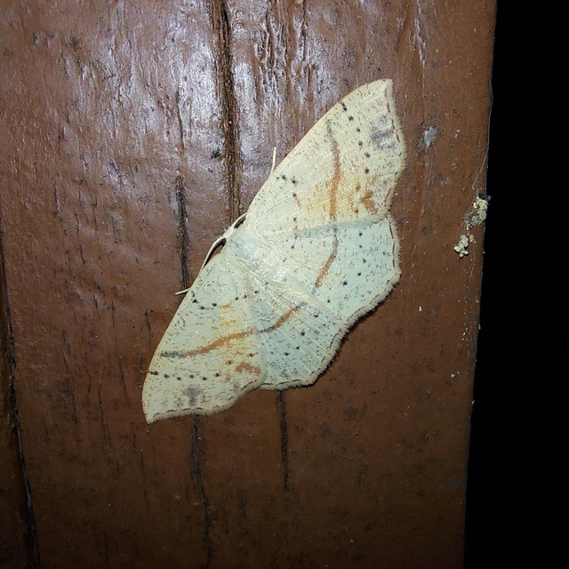 Cyclophora punctaria - sávos pettyesaraszoló