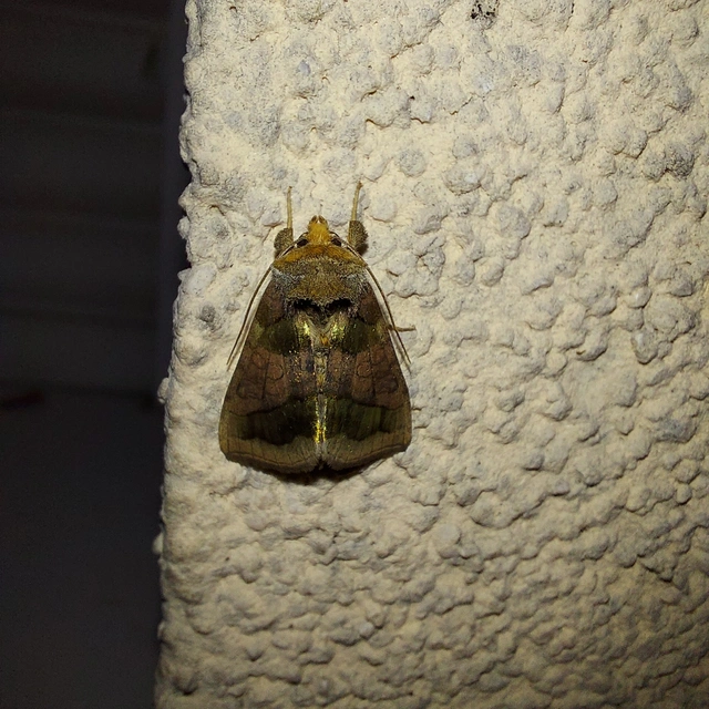 Diachrysia chrysitis - aranybagoly