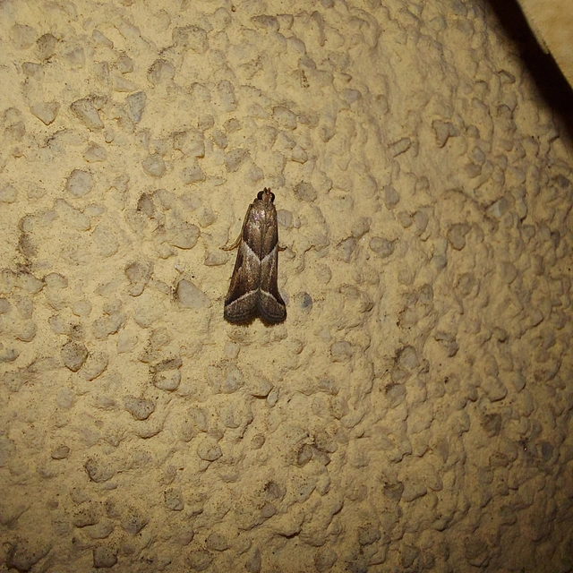 Nyctegretis lineana - agátszínű karcsúmoly