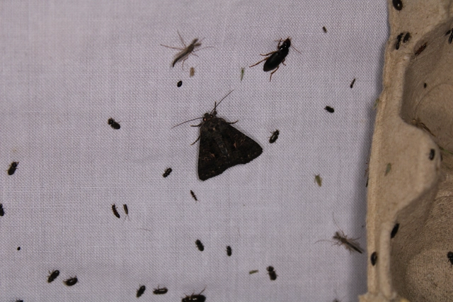 Anophia leucomelas - déli folyófűbagoly