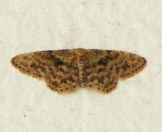 Idaea inquinata - mintás apróaraszoló
