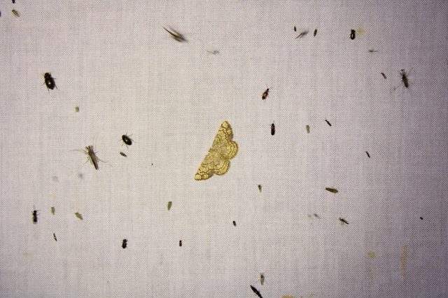 Stegania dilectaria - fehérnyár-araszoló