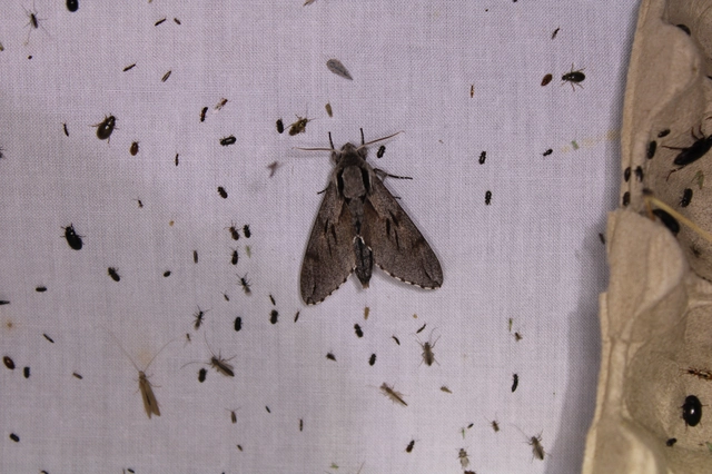 Hyloicus pinastri - fenyőszender