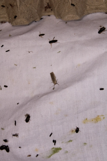 Pelosia muscerda - hamvas zuzmószövő