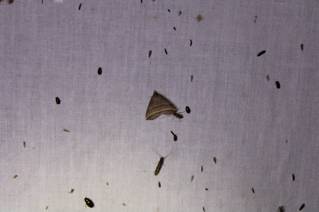 Colobochyla salicalis - háromsávos törpebagoly