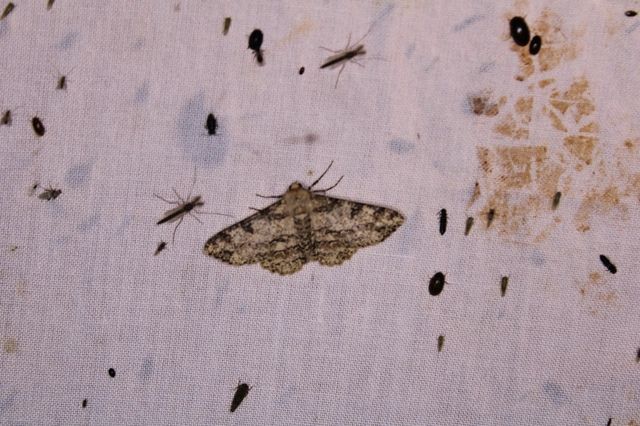 Ascotis selenaria - holdas faaraszoló