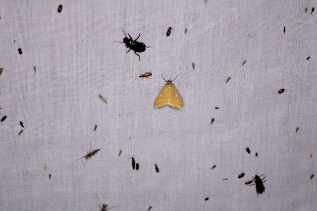 Sitochroa verticalis - világossárga dudvamoly