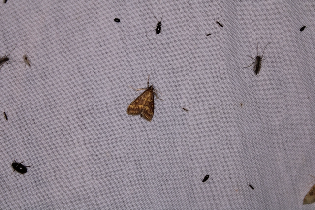 Ostrinia nubilalis - kukoricamoly