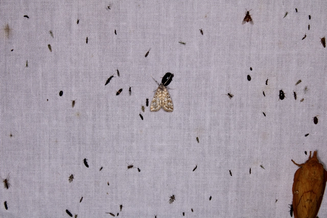 Elophila nymphaeata - tarka vízimoly