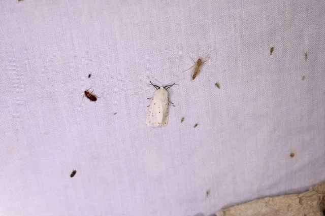 Spilosoma lubricipedum - tejszínű medvelepke