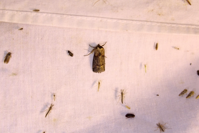 Abrostola triplasia - közönséges csalánbagoly