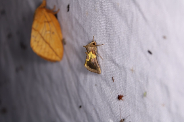 Diachrysia stenochrysis - rejtőző aranybagoly