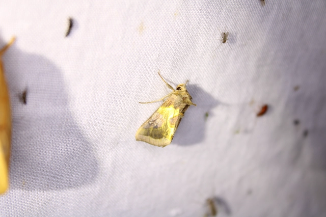Diachrysia stenochrysis - rejtőző aranybagoly