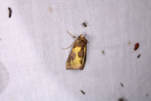 Diachrysia stenochrysis - rejtőző aranybagoly