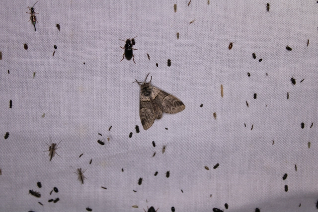 Furcula bifida - kis púposszövő