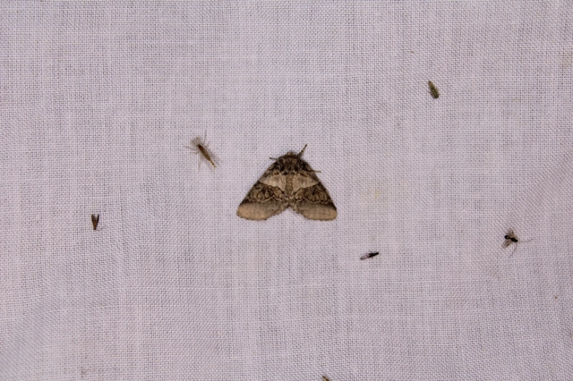 Gluphisia crenata - kormos púposszövő