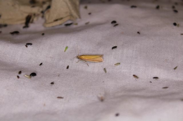 Oncocera semirubella - lucernamoly