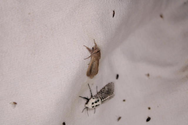 Phragmataecia castaneae - nádfúrólepke