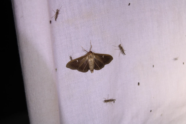 Cydalima perspectalis - puszpáng-tűzmoly